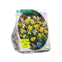 Narcis mini mix per 25