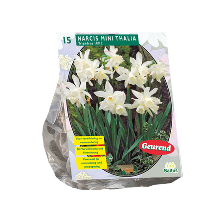 Narcis mini thalia 15st