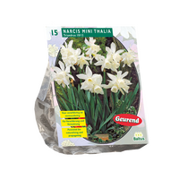 Narcis mini thalia 15st