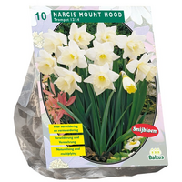 Narcis mount hood 10st