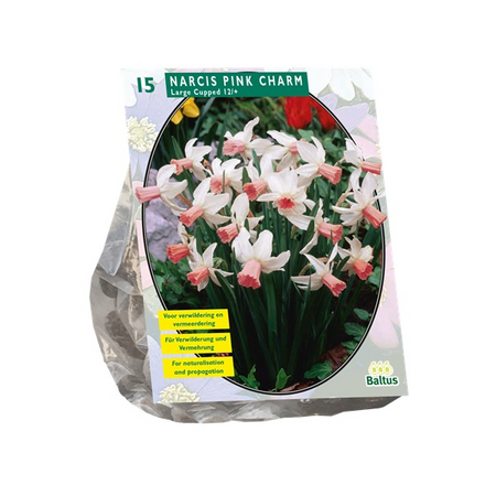 Narcis pink charm 15st