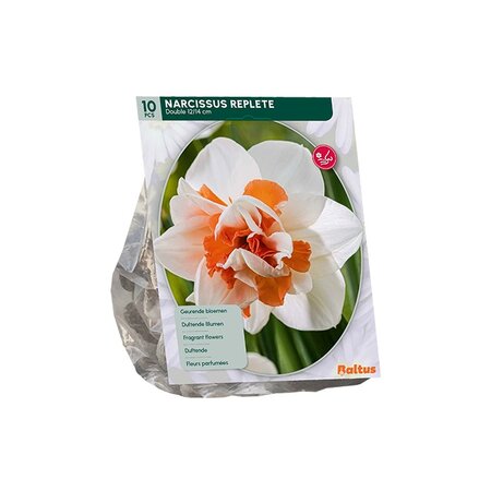 Narcis replete 10st