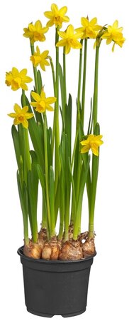 Narcis tete a tete p8