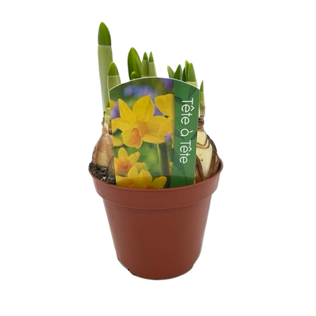 Narcis tete a tete pot 9cm