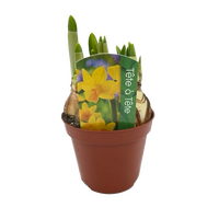 Narcis tete a tete pot 9cm