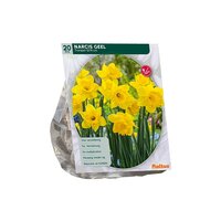 Narcis trompet geel 15st
