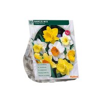 Narcis trompet  mix 15st