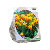 Narcissus mini jetfire 25st