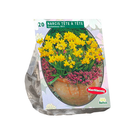 Narcissus mini tete a tete 20st