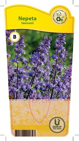 Nepeta faassenii