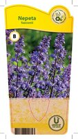 Nepeta faassenii