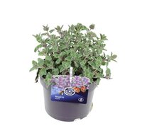 Nepeta faassenii Pot 17cm.