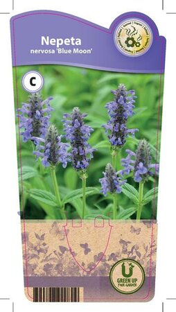 Nepeta nervosa 'Blue Moon'