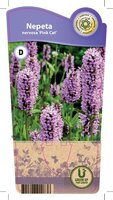 Nepeta nervosa 'Pink Cat'