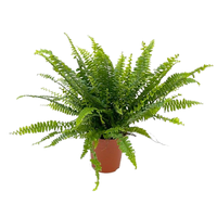 Nephrolepis exal. 'Green Lady' pot 12 cm