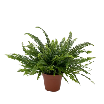 Nephrolepis exal. 'Green Lady' pot 17 cm