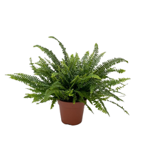 Nephrolepis exal. 'Green Lady' pot 17 cm