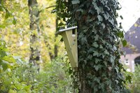 Nestkast boomkruiper - afbeelding 2