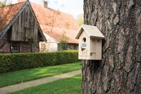 Nestkast winterkoning silhouet - afbeelding 2