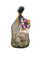 Netlon allium variety mix 40st
