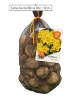 Netlon - narcis tete a tete 50st
