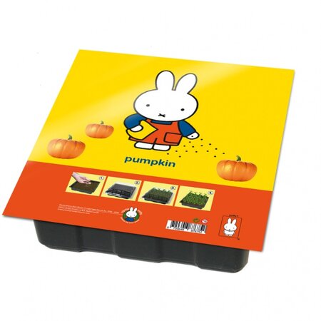 Nijntje kweekset pompoen