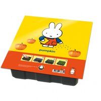 Nijntje kweekset pompoen