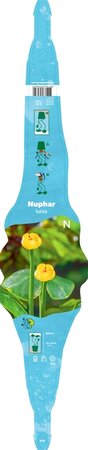 Nuphar lutea