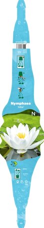 Nymphaea 'Alba'