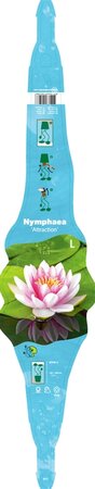 Nymphaea 'Attraction'