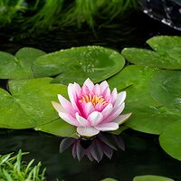Nymphaea 'Attraction'