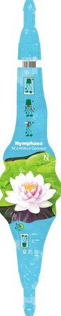 Nymphaea 'Madame Wilfron Gonnère'