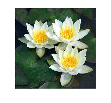 Nymphaea 'Pygmaea Alba'