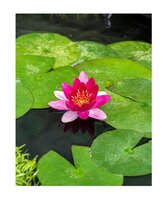 Nymphaea 'Pygmaea Rubra'