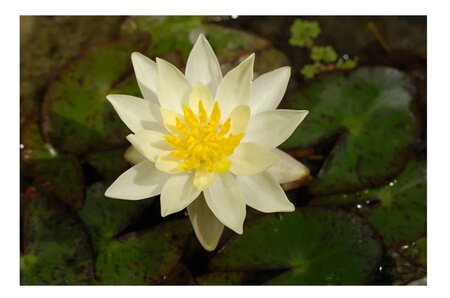 Nymphaea Pygmea Helvola