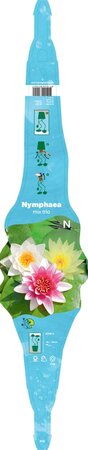 Nymphaea Trio