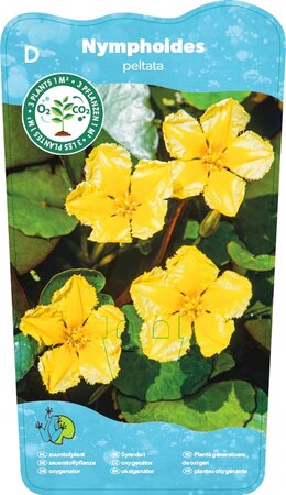 Nymphoides peltata