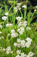 Oenanthe aquatica