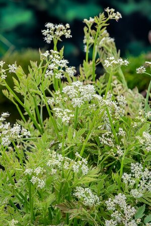 Oenanthe fistulosa 'Flamingo' - afbeelding 1