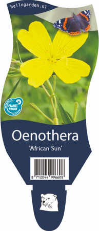 Oenothera African Sun P11