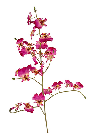 Oncidiumsteel l90cm cerise