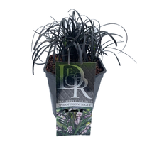 Ophiopogon plan. 'Niger' 2 liter pot