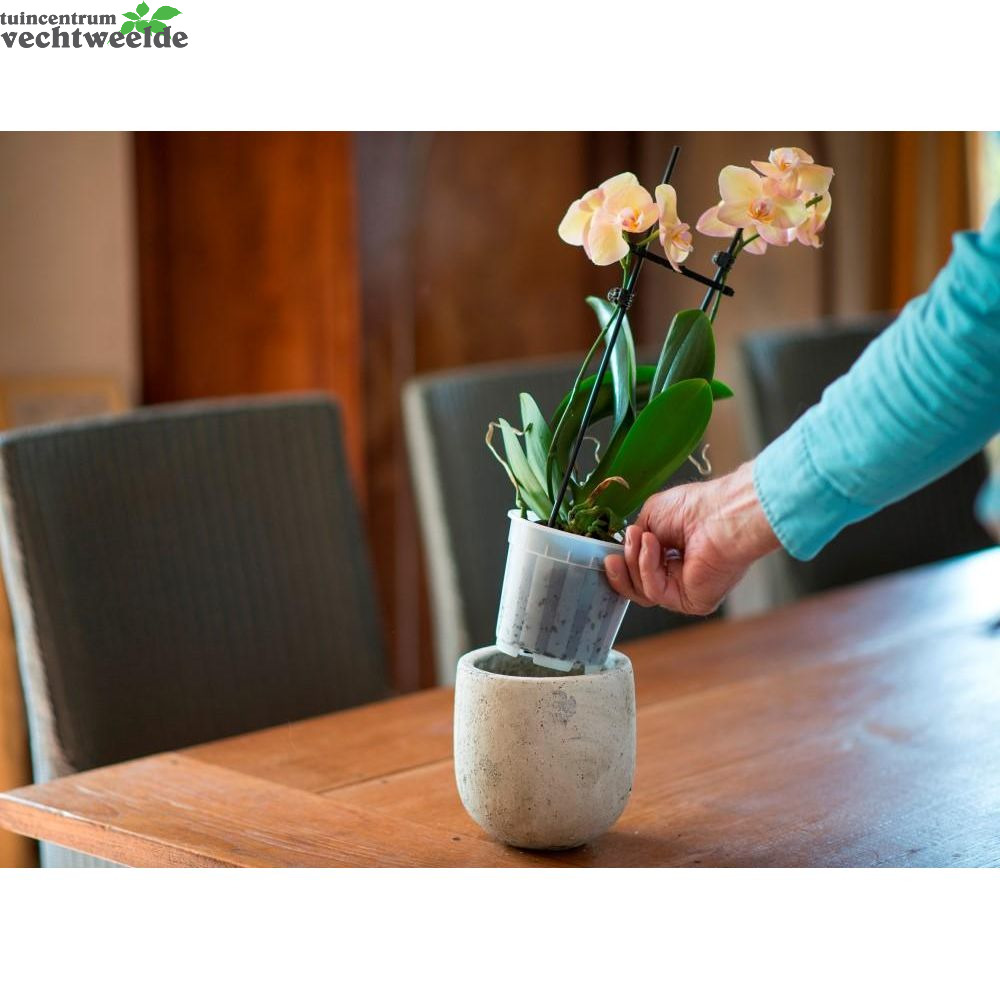 Orchidee pot transparant d13cm Tuincentrum Vechtweelde