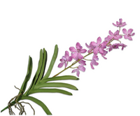 Orchideesteel l72cm roze
