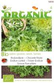 Organic krulandijvie pancaliere 2gram - afbeelding 3