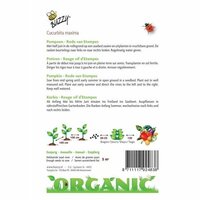 Organic pompoen etampes 2.5g - afbeelding 2