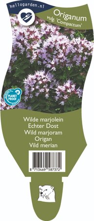 Origanum vul. 'Compactum'