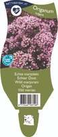 Origanum vulgare