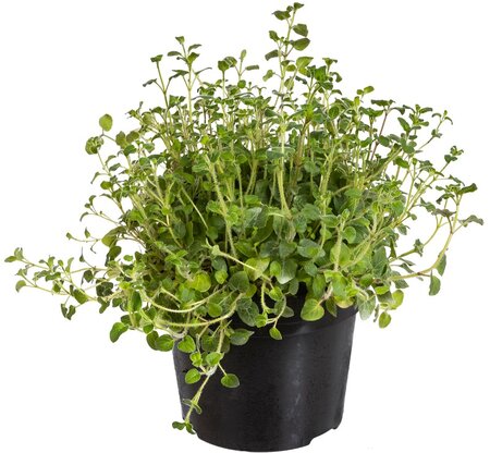 Origanum Vulgaris P14
