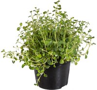 Origanum Vulgaris P14